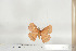  ( - BC-TB6842)  @12 [ ] Copyright (2010) Thierry Bouyer Research Collection of Thierry Bouyer