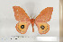  ( - BC-TB6845)  @13 [ ] Copyright (2010) Thierry Bouyer Research Collection of Thierry Bouyer