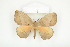  ( - BC-TB8086)  @14 [ ] Copyright (2010) Thierry Bouyer Research Collection of Phillipe Leonard