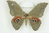  (Lobobunaea erythrotes - BC-TB8479)  @14 [ ] Copyright (2012) Thierry Bouyer Research Collection of Thierry Bouyer