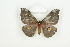  ( - BC-TB8485)  @13 [ ] Copyright (2012) Thierry Bouyer Research Collection of Thierry Bouyer