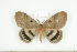  ( - BC-TB8612)  @14 [ ] Copyright (2012) Thierry Bouyer Research Collection of Thierry Bouyer