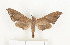  (Polyptychus serrator - CTBB-1034)  @11 [ ] Copyright (2013) Thierry Bouyer Research Collection of Thierry Bouyer