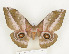  (Gonimbrasia alopia - CTBB-1077)  @15 [ ] Copyright (2013) Thierry Bouyer Research Collection of Thierry Bouyer