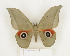  ( - CTBB-1092)  @15 [ ] Copyright (2013) Thierry Bouyer Research Collection of Thierry Bouyer