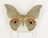 ( - CTBB-1093)  @14 [ ] Copyright (2013) Thierry Bouyer Research Collection of Thierry Bouyer