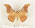  ( - CTBB-0591)  @12 [ ] Copyright (2013) Thierry Bouyer Research Collection of Thierry Bouyer (in IRSNB)