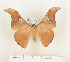  ( - CTBB-0593)  @13 [ ] Copyright (2013) Thierry Bouyer Research Collection of Thierry Bouyer (in IRSNB)