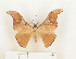  ( - CTBB-0596)  @13 [ ] Copyright (2013) Thierry Bouyer Research Collection of Thierry Bouyer (in IRSNB)