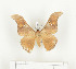  ( - CTBB-0597)  @12 [ ] Copyright (2013) Thierry Bouyer Research Collection of Thierry Bouyer (in IRSNB)