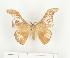  ( - CTBB-0598)  @13 [ ] Copyright (2013) Thierry Bouyer Research Collection of Thierry Bouyer (in IRSNB)
