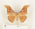  ( - CTBB-0601)  @12 [ ] Copyright (2013) Thierry Bouyer Research Collection of Thierry Bouyer (in IRSNB)