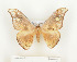  ( - CTBB-0602)  @13 [ ] Copyright (2013) Thierry Bouyer Research Collection of Thierry Bouyer (in IRSNB)