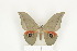  ( - CTBB-0622)  @13 [ ] Copyright (2013) Thierry Bouyer Research Collection of Thierry Bouyer (in IRSNB)