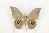  ( - CTBB-0623)  @13 [ ] Copyright (2013) Thierry Bouyer Research Collection of Thierry Bouyer (in IRSNB)