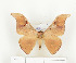  ( - CTBB-0624)  @12 [ ] Copyright (2013) Thierry Bouyer Research Collection of Thierry Bouyer (in IRSNB)