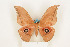  ( - CTBB-0647)  @11 [ ] Copyright (2013) Thierry Bouyer Research Collection of Thierry Bouyer (in IRSNB)