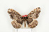  ( - CTBB-0650)  @13 [ ] Copyright (2013) Thierry Bouyer Research Collection of Thierry Bouyer