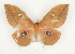  ( - CTBB-0732)  @14 [ ] Copyright (2013) Thierry Bouyer Research Collection of Thierry Bouyer (in IRSNB)