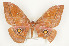  ( - CTBB-0749)  @12 [ ] Copyright (2013) Thierry Bouyer Research Collection of Thierry Bouyer (in IRSNB)