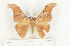  ( - CTBB-0756)  @12 [ ] Copyright (2013) Thierry Bouyer Research Collection of Thierry Bouyer (in IRSNB)