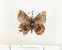  ( - CTBB-0784)  @13 [ ] Copyright (2013) Thierry Bouyer Research Collection of Thierry Bouyer