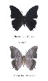  ( - CTBB-0793)  @12 [ ] Copyright (2013) Thierry Bouyer Research Collection of Thierry Bouyer