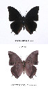  ( - CTBB-0794)  @11 [ ] Copyright (2013) Thierry Bouyer Research Collection of Thierry Bouyer