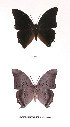  ( - CTBB-0795)  @11 [ ] Copyright (2013) Thierry Bouyer Research Collection of Thierry Bouyer