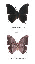  ( - CTBB-0796)  @11 [ ] Copyright (2013) Thierry Bouyer Research Collection of Thierry Bouyer