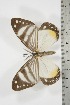  ( - BC-TB3805)  @11 [ ] Copyright (2010) Unspecified Research Collection of Thierry Bouyer