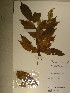  ( - GiD1515)  @11 [ ] No Rights Reserved  NRR Unspecified