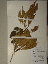  (Pogonophora - GiD0247)  @11 [ ] No Rights Reserved  NRR Unspecified