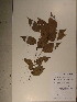  ( - GiD0388)  @11 [ ] No Rights Reserved  NRR Unspecified