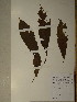  ( - GiD0443)  @11 [ ] No Rights Reserved  NRR Unspecified