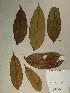  (Pentadesma - GiD1428)  @11 [ ] No Rights Reserved  NRR Unspecified