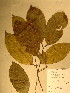  ( - GiD1529)  @11 [ ] No Rights Reserved  NRR Unspecified