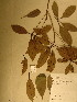  ( - GiD1525)  @11 [ ] No Rights Reserved  NRR Unspecified