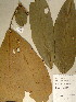  ( - GiD1440)  @11 [ ] No Rights Reserved  NRR Unspecified
