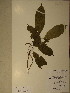  (Maesobotrya - GiD1498)  @11 [ ] No Rights Reserved  NRR Unspecified