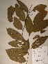  (Diospyros simulans - GiD0928)  @11 [ ] No Rights Reserved  NRR Unspecified