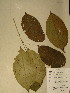  (Maesobotrya longipes - GiD0934)  @11 [ ] No Rights Reserved  NRR Unspecified