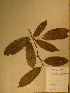  (Diospyros bipindensis - GiD0994)  @11 [ ] No Rights Reserved  NRR Unspecified