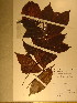  (Tetraberlinia bifoliolata - GiD1062)  @11 [ ] No Rights Reserved  NRR Unspecified