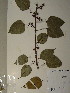  (Macaranga gabunica - GiD1378)  @11 [ ] No Rights Reserved  NRR Unspecified