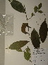  (Phyllanthus diandrus - GiD1377)  @11 [ ] No Rights Reserved  NRR Unspecified