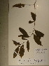  (Campylospermum glaucum - GiD1464)  @11 [ ] No Rights Reserved  NRR Unspecified