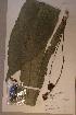  (Pycnocoma macrophylla - Pycnmacr_P4777)  @11 [ ] No Rights Reserved  NRR Unspecified