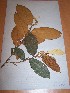  (Parinari excelsa - MPADN0070)  @11 [ ] No Rights Reserved  Unspecified Unspecified