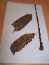  (Zanthoxylum macrophylla - MPADN0321)  @11 [ ] No Rights Reserved  Unspecified Unspecified